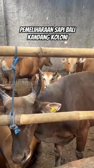 Pemeliharaan-Sapi-Bali-Kandang-Koloni